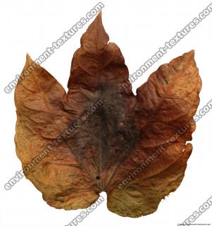 Leaves Dead 0031